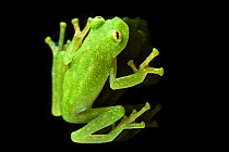 Bell glass frog (Cochranella nola) from above, photographed on a pane of glass in Manu Biosphere Reserve, Peru.