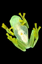 Bell glass frog (Cochranella nola) from below, photographed on a pane of glass in Manu Biosphere Reserve, Peru.