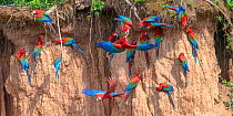 Red-and-green macaw (Ara chloropterus) flock feeding at clay lick. Heath River, Tambopata / Bahuaja-Sonene Reserves, Amazonia, Peru / Bolivia border.