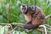 Tufted / Brown capuchin (Cebus apella), female with baby on back, sitting in tree, mid-altitude montane forest, Manu Biosphere Reserve, Peru.