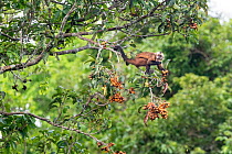Squirrel monkey (Saimiri sciureus) feeding on fruit in rainforest canopy. Manu Biosphere Reserve, Amazonia, Peru.