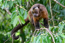 Tufted / Brown capuchin (Cebus apella), male standing in tree, mid-altitude montane forest, Manu Biosphere Reserve, Peru..