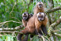 Tufted / Brown capuchin (Cebus apella), female and two juveniles sitting in branch, mid-altitude montane forest, Manu Biosphere Reserve, Peru.