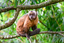 Tufted / Brown capuchin (Cebus apella), male sitting on branch in mid-altitude montane forest, Manu Biosphere Reserve, Peru.