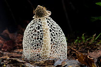 Maiden&#39;s veil / Bridal veil fungus (Phallus indusiatus) with indusium fully formed, on rainforest floor. Heath River, Tambopata / Bahuaja-Sonene Reserves, Amazonia, Peru / Bolivia border.