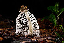 RF - Maiden&#39;s veil / Bridal veil fungus (Phallus indusiatus) with indusium fully formed, on rainforest floor. Heath River, Tambopata / Bahuaja-Sonene Reserves, Amazonia, Peru / Bolivia border. (Th...