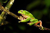 Giant waxy monkey / Leaf frog (Phyllomedusa bicolor) climbing on branch in rainforest canopy at night. Manu Biosphere Reserve, Peru.