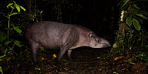 South American / Brazilian tapir (Tapirus terrestris) at night in lowland rainforest. Manu Biosphere Reserve, Peru.
