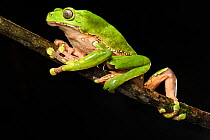 RF - Giant waxy monkey / Leaf frog (Phyllomedusa bicolor) climbing on branch at night. Manu Biosphere Reserve, Peru. (This image may be licensed either as rights managed or royalty free.)