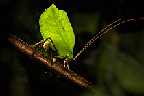 Bush cricket / Katydid (Tettigoniidae ), female leaf mimic ovipositing into branch. Manu Biosphere Reserve, Peru.