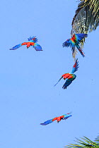 Red-and-green macaw (Ara chloropterus), four flying in palm trees. Manu Wildlife Center, Manu Biosphere Reserve, Peru.