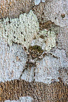 Bush cricket / Katydid (Tettigoniidae ), immature instar camouflaged against lichen on bark of tree. Manu Biosphere Reserve, Peru.