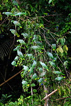 RF - Mealy parrot (Amazona farinosa) flock perching on branches above clay lick in rainforest. Manu Wildlife Center, Manu Biosphere Reserve, Peru. (This image may be licensed either as rights managed...