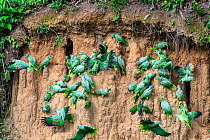 Mealy parrot (Amazona farinosa) and Blue-headed parrot (Pionus menstruus) flock feeding at clay lick. Manu Wildlife Center, Manu Biosphere Reserve, Peru.