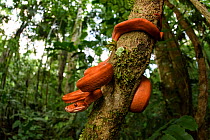 Amazon tree boa (Corallus hortulanus) coiled around tree trunk in lowland rainforest understorey. Manu Biosphere Reserve, Peru.