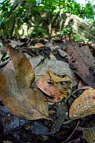 Amazon / Surinam horned frog (Ceratophrys cornuta) camouflaged in leaf litter. Manu Biosphere Reserve, Peru.