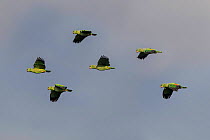 Mealy parrot (Amazona farinosa) flock of six flying towards clay lick. Manu Wildlife Centre, Manu Biosphere Reserve, Amazonia, Peru.