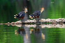 Hoatzin (Opisthocomus hoazin), pair on floating log in Cocha Salvador ox-bow lake. Manu Biosphere Reserve, Peru.