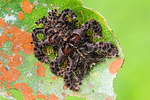 Monkey slug caterpillar (Phobetron pithecium) on leaf. Manu Biosphere Reserve, Amazonia, Peru.