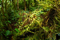 Bush cricket or katydid (Tettigoniidae) with spines, camouflaged amongst moss. Forest interior of mid-altitude montane rainforest, Manu Biosphere Reserve, Peru.