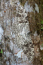 White witch moth (Thysania agrippina) camouflaged against bark of tree. Manu Biosphere Reserve, Amazonia, Peru.