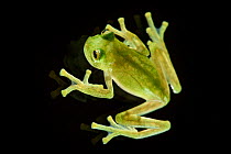 Bell glass frog (Cochranella nola) photographed from above on pane of glass. Manu Biosphere Reserve, Peru.