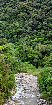 Small stream and mid-altitude montane rainforest. Manu Biosphere Reserve, Amazonia, Peru. November 2017.