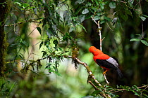 Andean cock-of-the-rock (Rupicola peruvianus), male perched in tree at lek. Mid-altitude montane rainforest, Manu Biosphere Reserve, Amazonia, Peru.
