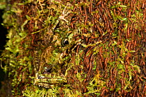 Tree frog (Spinomantis aglavei) camouflaged against moss. Marojejy National Park, north east Madagascar.