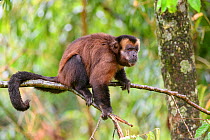 RF - Male tufted / Brown capuchin (Cebus apella) sitting in tree, mid-altitude montane forest, Manu Biosphere Reserve, Peru. (This image may be licensed either as rights managed or royalty free.)
