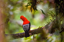RF - Andean cock-of-the-rock (Rupicola peruvianus), male perched in tree at a lek. Mid-altitude montane rainforest, Manu Biosphere Reserve, Amazonia, Peru. (This image may be licensed either as rights...