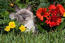 Ragdoll cat amongst flowers in garden. Sarasota, Florida, USA.