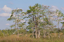 Bald cypress (Taxodium distichum) trees, predominantly White ibis (Eudocimus albus) perching in branches and Snowy egret (Egretta thula) in flight. Everglades National Park, Florida, USA. April 2018.