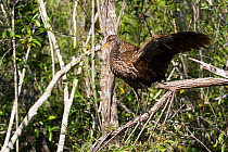 Limpkin (Aramus guarauna) perched on branches. Shark Valley Section, Everglades National Park, Florida, USA.