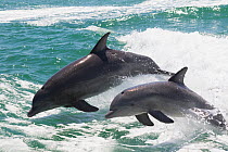 Common / Atlantic bottle-nosed dolphin (Tursiops truncatus), adult and juvenile leaping out of water. Clearwater Beach, Pinellas County, Florida, USA.