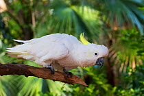 Sulphur-crested cockatoo (Cacatua galerita) perched on branch with palm leaves in background. Captive.