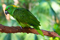 Yellow-naped Amazon parrot (Amazona auropalliata) perched on branch. Captive.