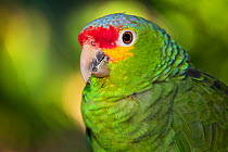 Yellow-cheeked / Red-lored Amazon parrot (Amazona autumnalis), portrait. Captive.