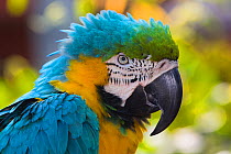 Blue and gold macaw (Ara ararauna); portrait. Captive.
