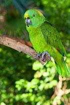 Yellow-naped Amazon parrot (Amazona auropalliata) perched on branch. Captive.