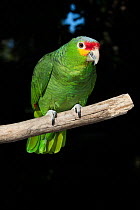 Yellow-cheeked / Red-lored Amazon parrot (Amazona autumnalis) parrot on perch. Captive.