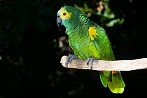 Blue-fronted Amazon parrot (Amazona aestiva)on perch. Captive.
