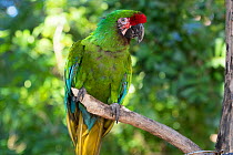 Military macaw (Ara militaris) on perch. Captive.
