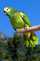 Blue-fronted Amazon parrot (Amazona aestiva) on perch. Captive.