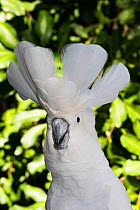 Umbrella cockatoo (Cacatua alba), portrait. Captive.