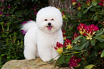 Bichon frise standing on rock amongst Rhododendron flowers. Haddam, Connecticut, USA. May.