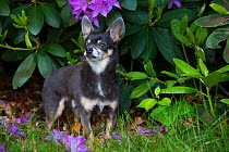 Chihuahua with Rhododendron leaves in background. Haddam, Connecticut, USA. May.