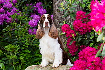 English springer spaniel, standing with front legs on rock, Rhododendron flowers in background. Haddam, Connecticut, USA. June.