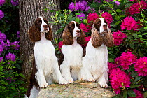 English springer spaniel, three standing with front legs on rock, Rhododendron flowers in background. Haddam, Connecticut, USA. June.