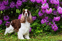 English springer spaniel standing in front of Rhododendron flowers. Haddam, Connecticut, USA. June.